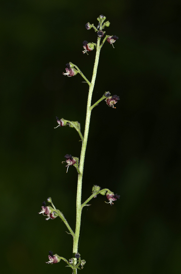 Scrophularia hoppii / Scrofularia di Hoppe